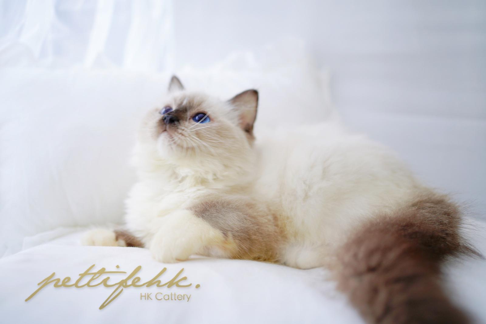 【高貴藍眼睛，仙氣小王子】布偶貓 － 重點色 仔仔 4個月