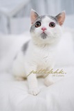 【SOLD】【*特價*活潑痴人最岩新手】 英國短毛貓 － 藍白色 女仔 3.5個月