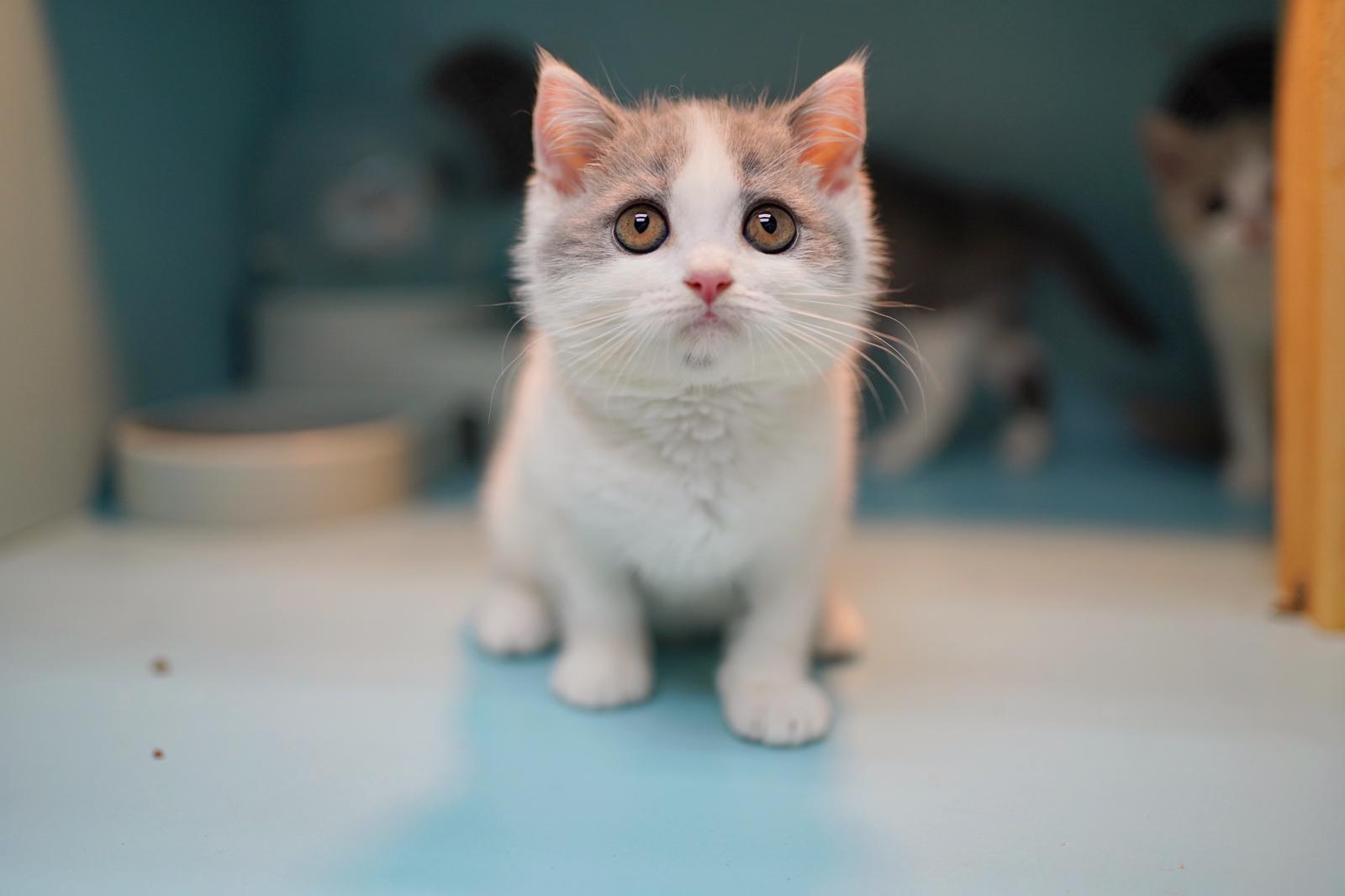 【SOLD】英短貓 － 藍白色 仔仔 3個月