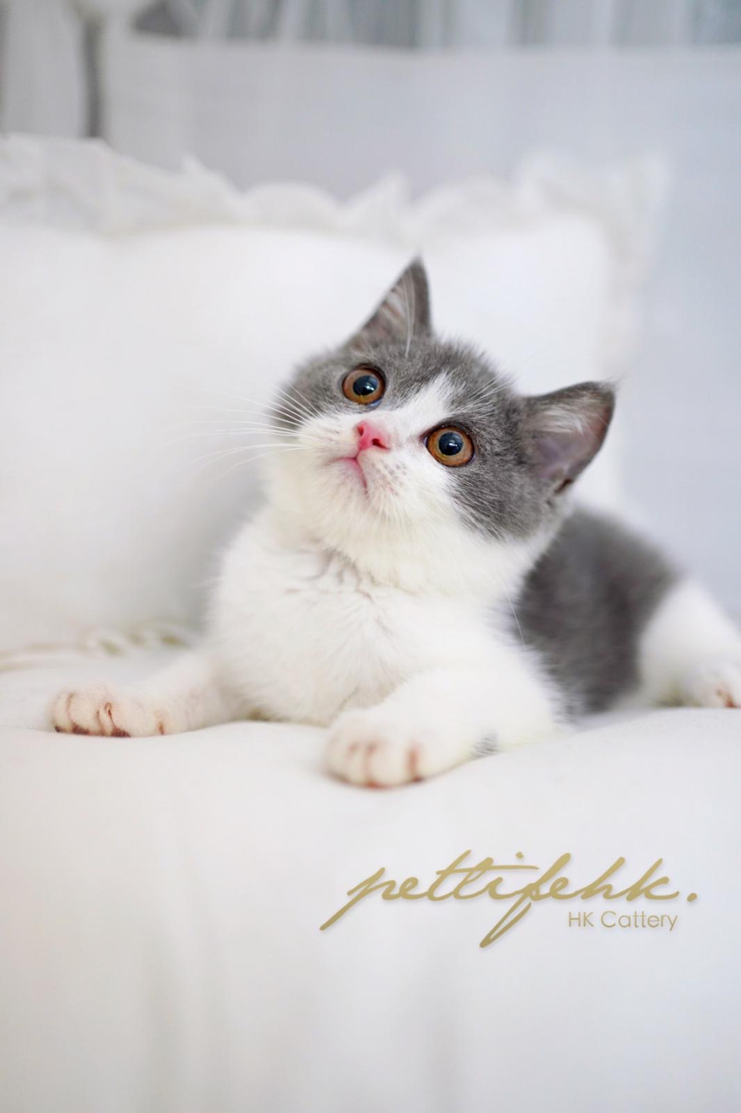 【SOLD】【靚女精選，面圓超可愛】 - 英國短毛貓 － 藍白色 女仔 3個月