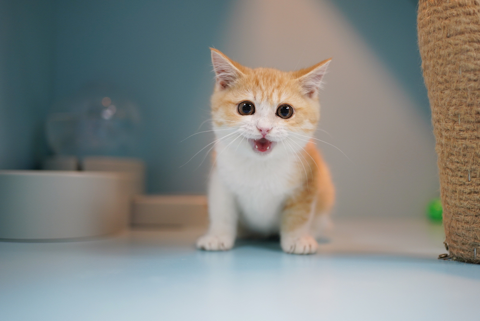 【罕見色系，為食小貓咪】英國短毛貓 － 橘白色 男仔 3個月
