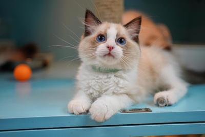 【SOLD】布偶貓 － 海豹雙色面罩 仔仔 3個月