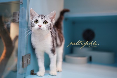 【痴人寶寶，活潑可愛】 - 美國短毛貓 － 虎紋加白色 女仔 3個月