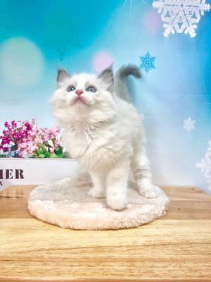 【30/7 SOLD】布偶貓仔 2個月大
